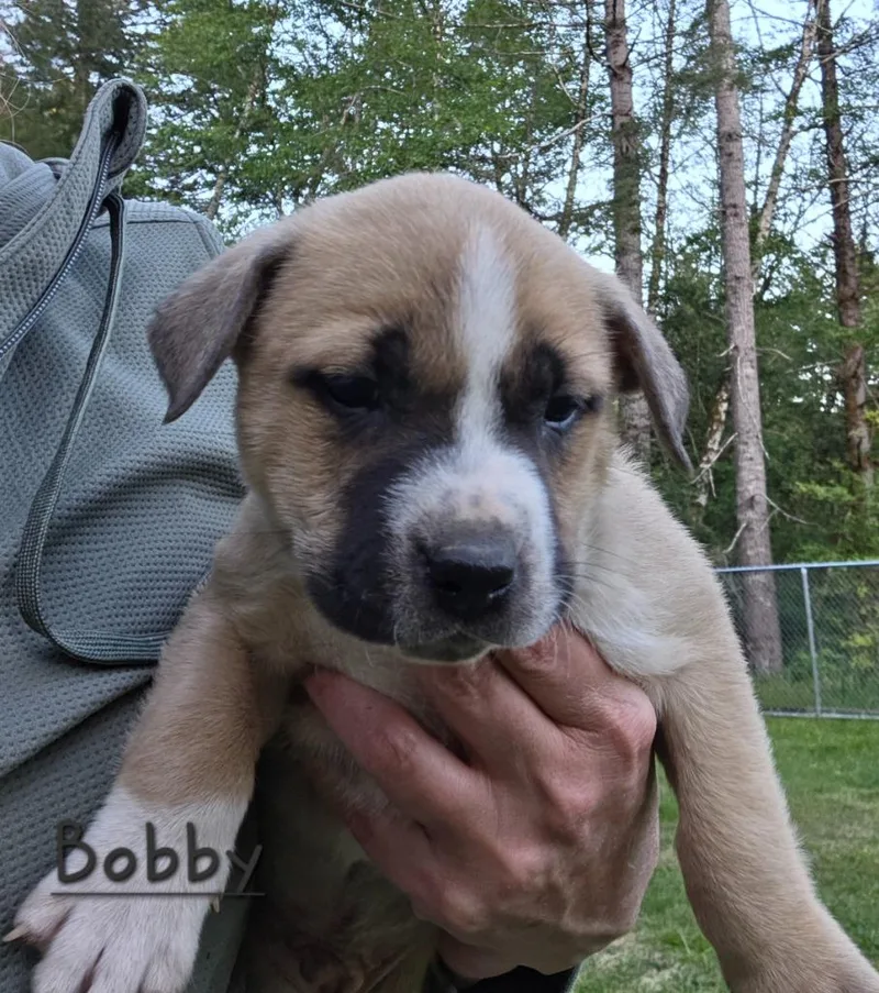 A baby small-sized male Pit Bull Terrier dog named Bobby for adoption in Brookings, OR