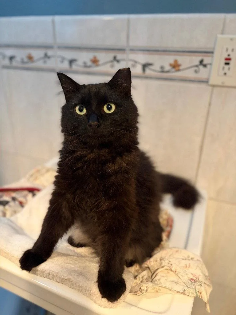 A young medium-sized male Black Domestic Medium Hair cat named Ivan for adoption in Sayreville, NJ