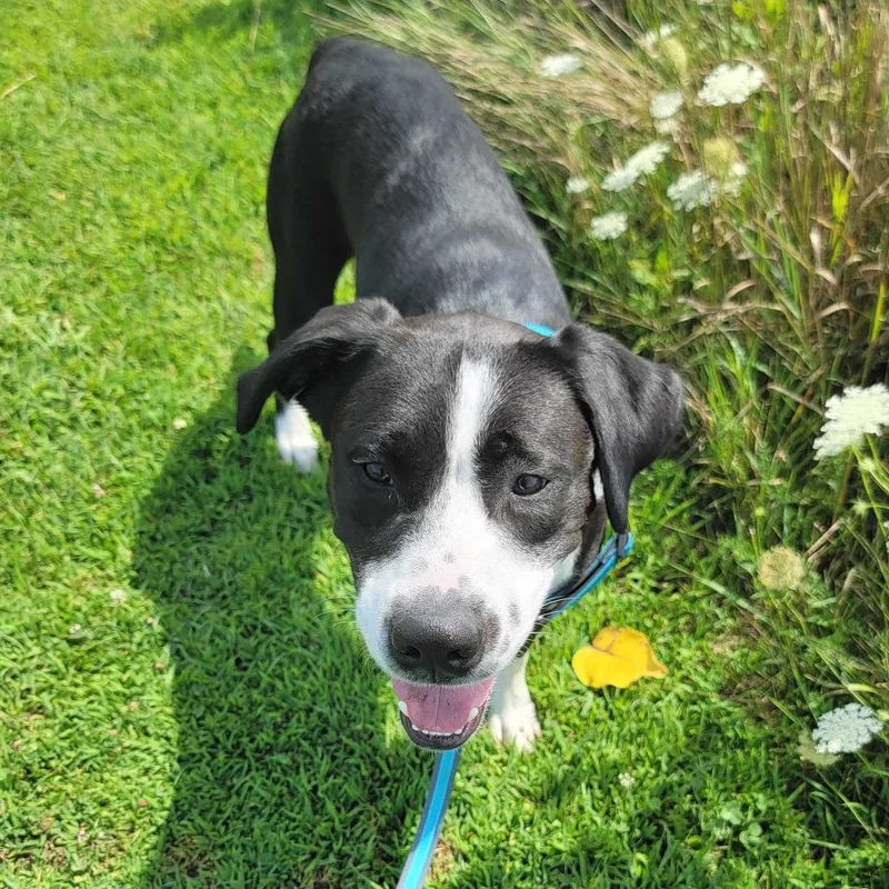 A young medium-sized male Black Mixed Breed dog named Gary for adoption in Dover, NH