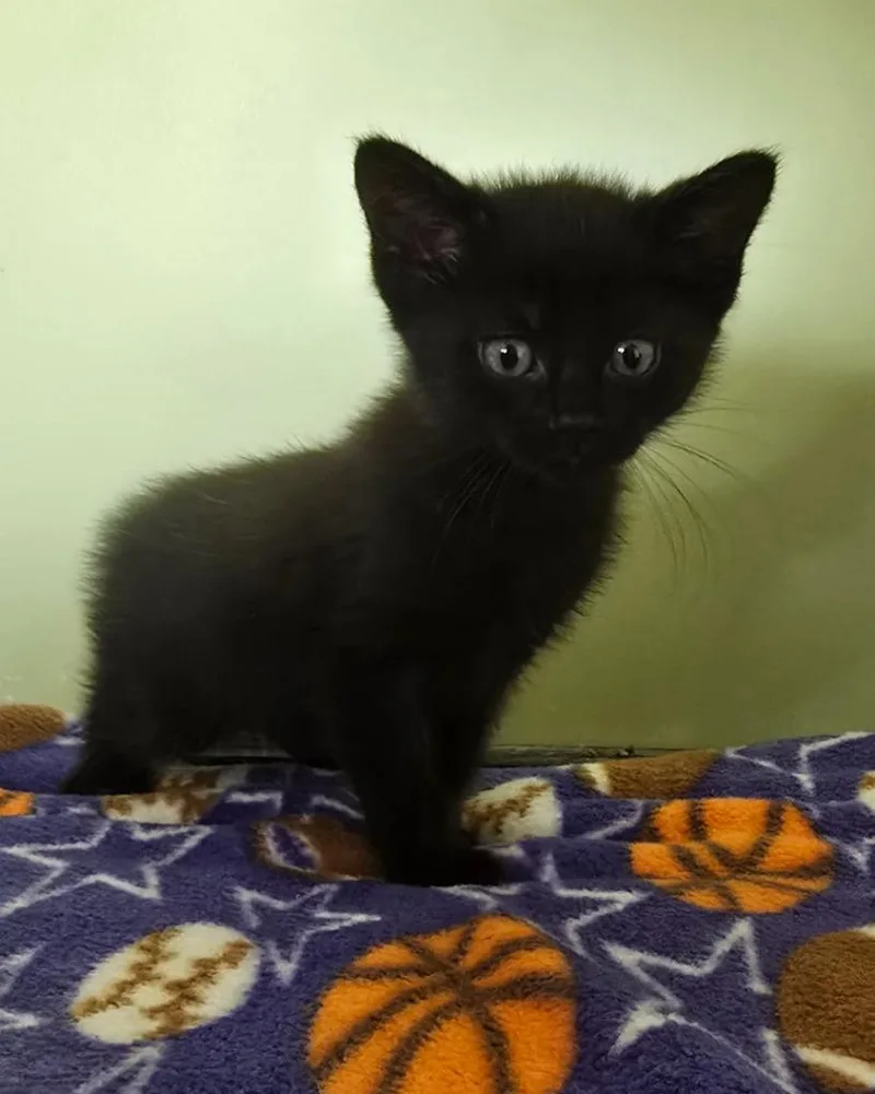 A baby medium-sized female Domestic Short Hair cat named Petosky Stone for adoption in Auburn, IN