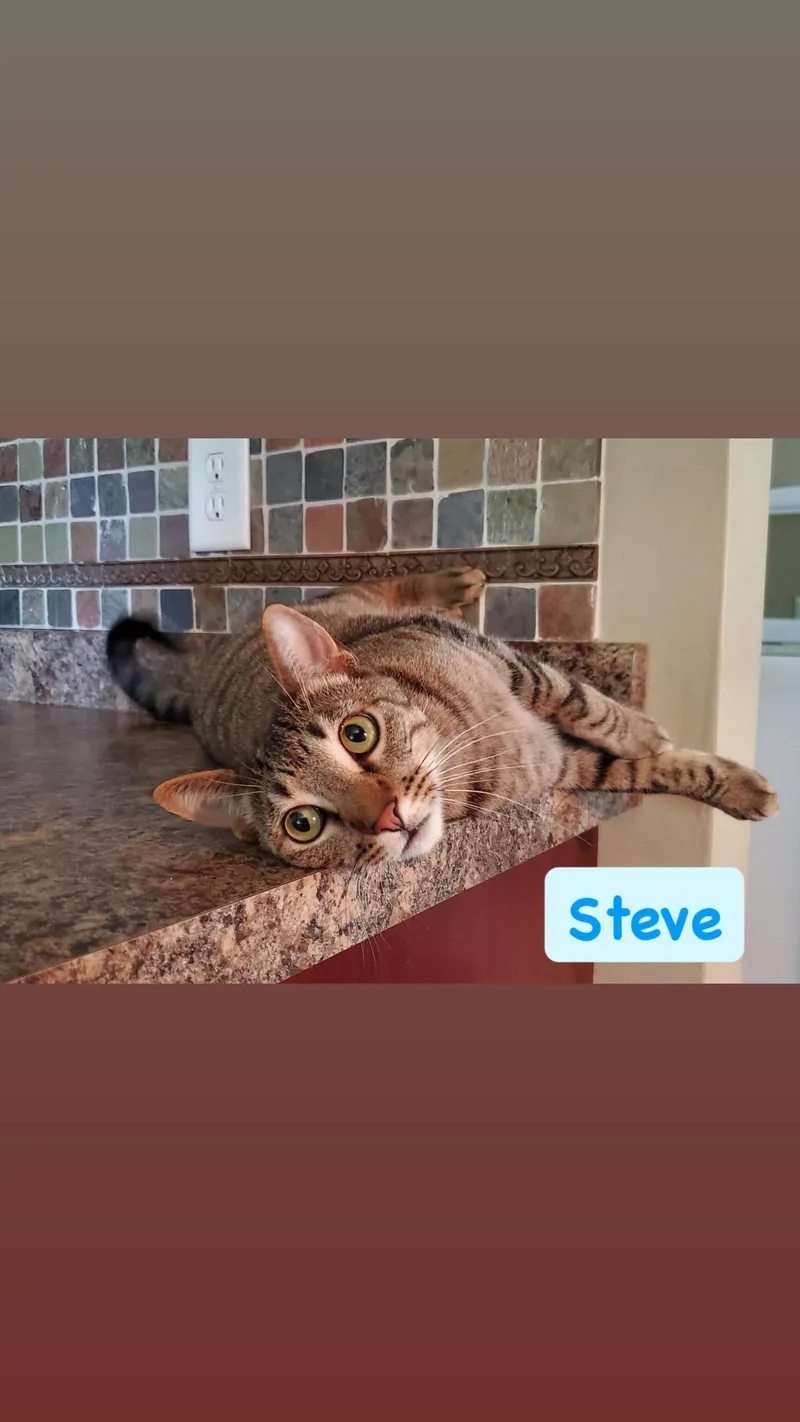Steve