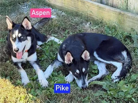 A baby large-sized male Husky dog named Pike for adoption in Greeneville, TN