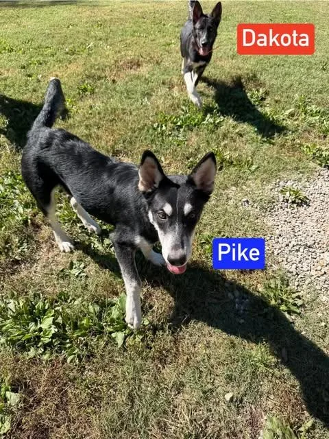 Pike thumbnail 2