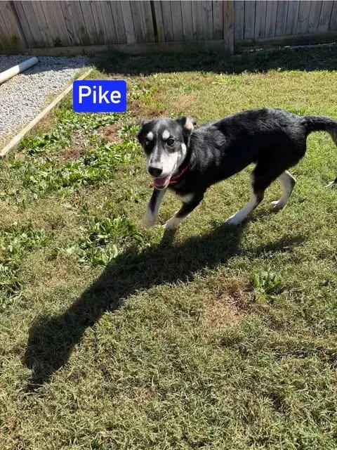 Pike thumbnail 3