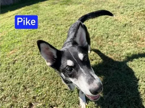 Pike thumbnail 4