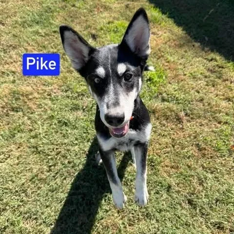 Pike thumbnail 5