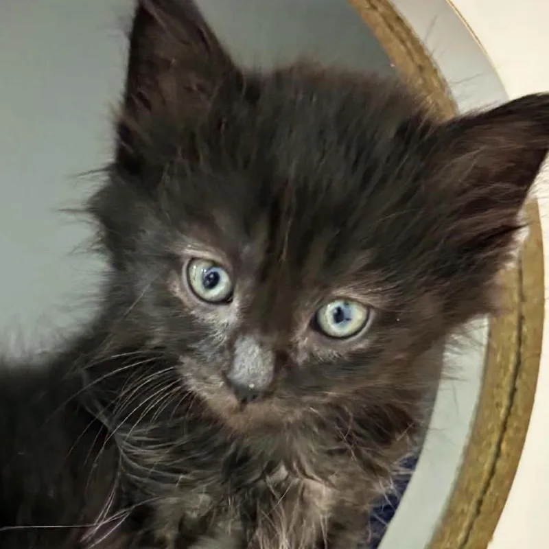 A baby small-sized male Domestic Medium Hair cat named Kingsley for adoption in Cumming, GA