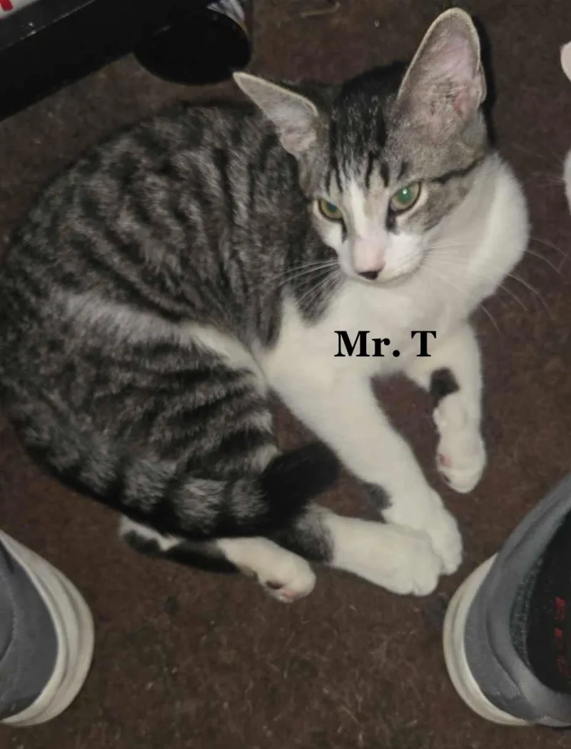 A young medium-sized male Tabby cat named Mr. T for adoption in Morehead, KY