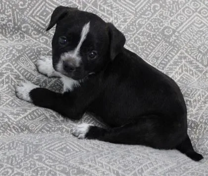 A baby small-sized male Boston Terrier dog named Spicy Chicken for adoption in Morton Grove, IL