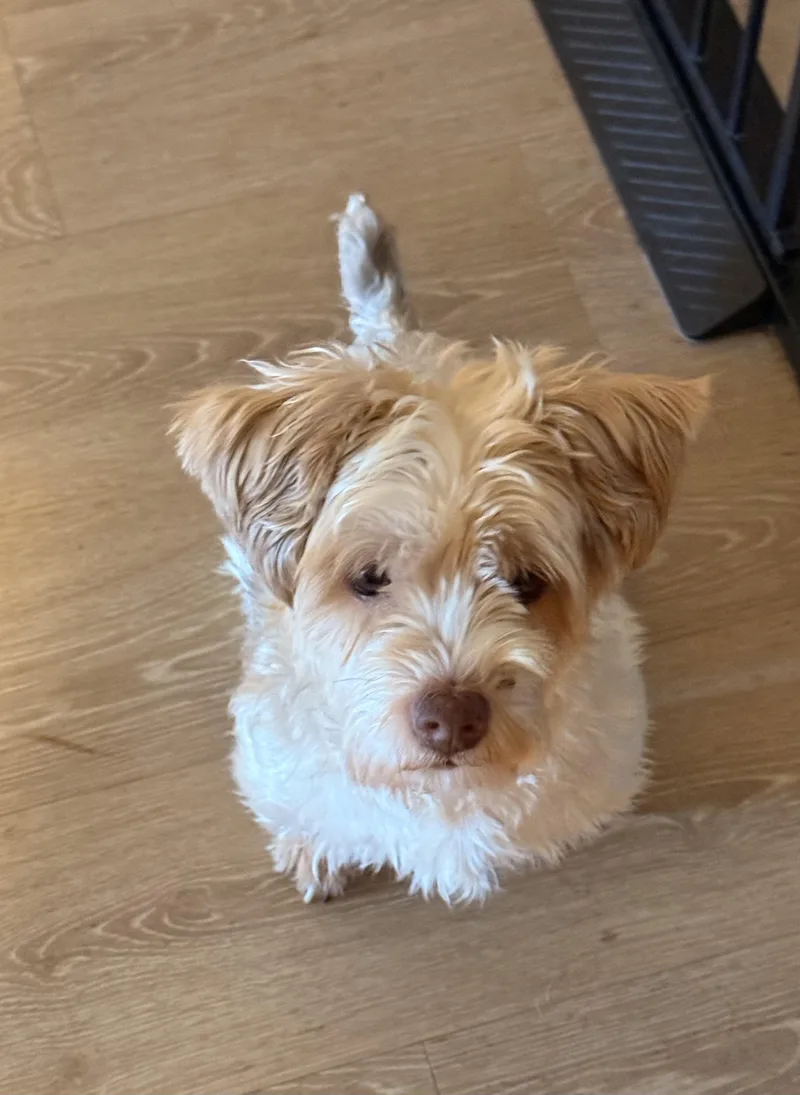 A young small-sized male Terrier dog named Bernie for adoption in Charlotte, NC
