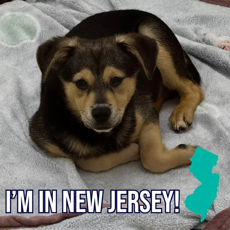 A young small-sized male Brown / Chocolate Mixed Breed dog named FiveZiggy for adoption in Charleston, WV