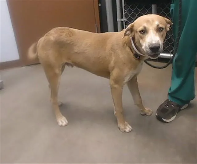 A young large-sized male Labrador Retriever dog named Crash for adoption in Phoenix, AZ