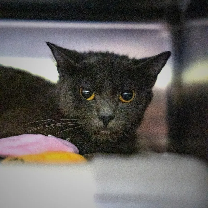 An adult medium-sized male Gray / Blue / Silver Domestic Short Hair cat named Toby for adoption in Gainesville, GA