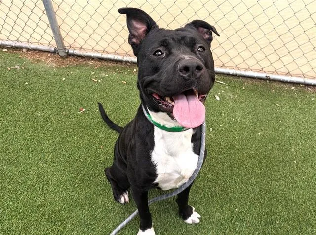A young large-sized male Pit Bull Terrier dog named Bugatti for adoption in Mesa, AZ