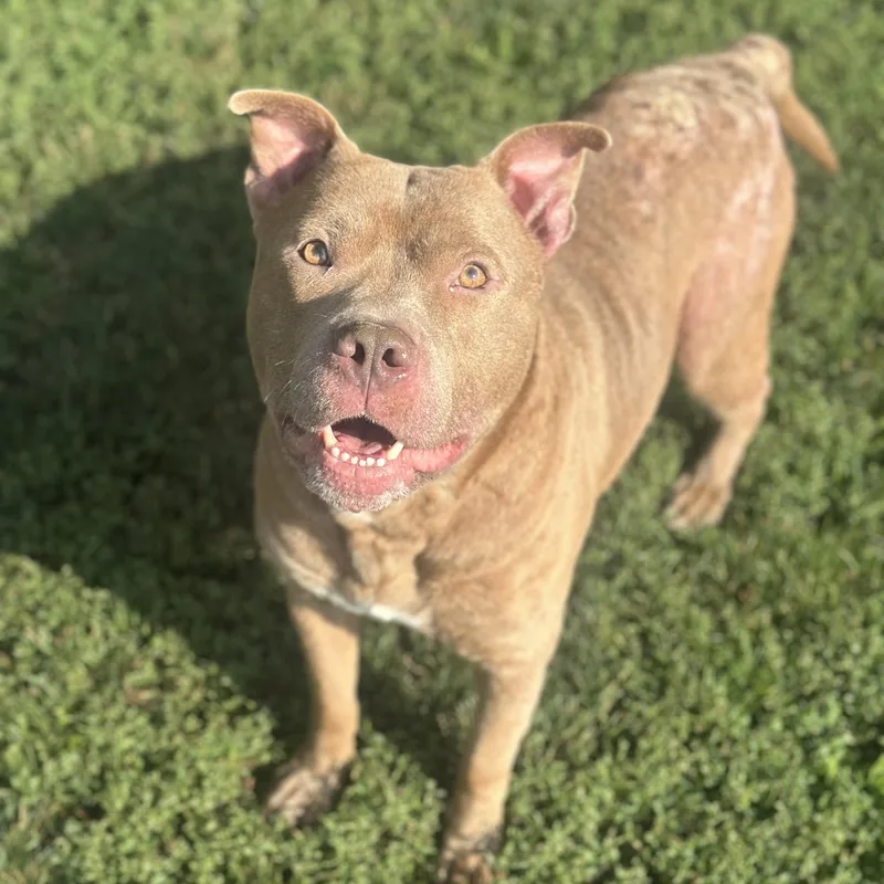 An adult large-sized male Yellow / Tan / Blond / Fawn Pit Bull Terrier dog named Akiro for adoption in Myerstown, PA