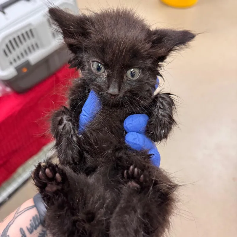 A baby small-sized male Black Domestic Short Hair cat named George for adoption in Lynchburg, VA