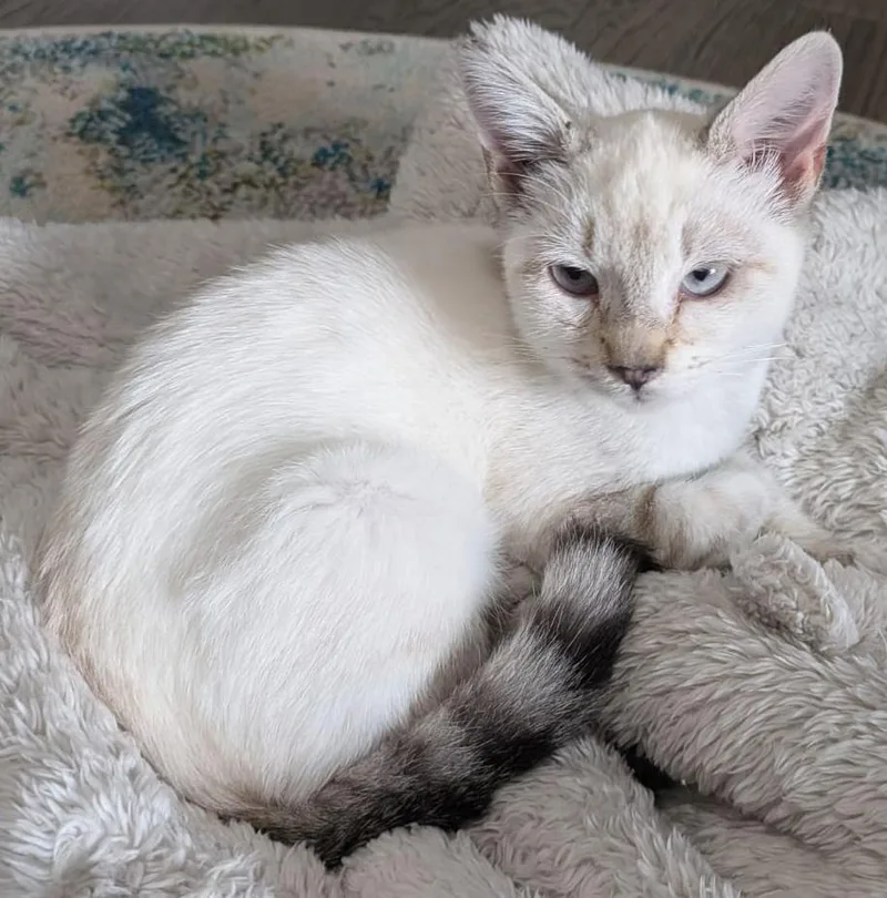 A baby medium-sized female Siamese cat named Allison for adoption in Lyle, WA