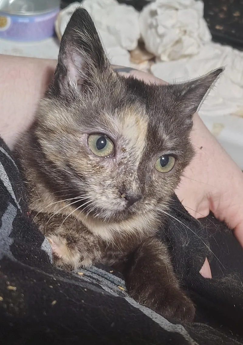 A baby medium-sized female Tortoiseshell cat named Mocha for adoption in Waterford, CT