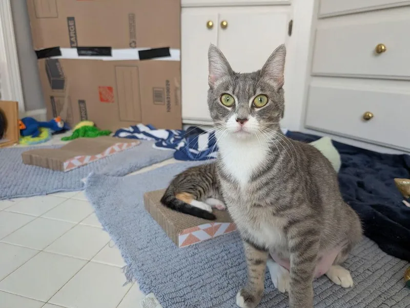 A young medium-sized female Domestic Short Hair cat named Tilly CD for adoption in Greenville, SC