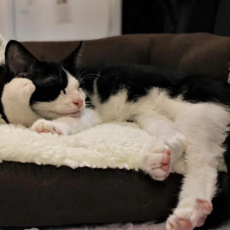 Magellan thumbnail 3