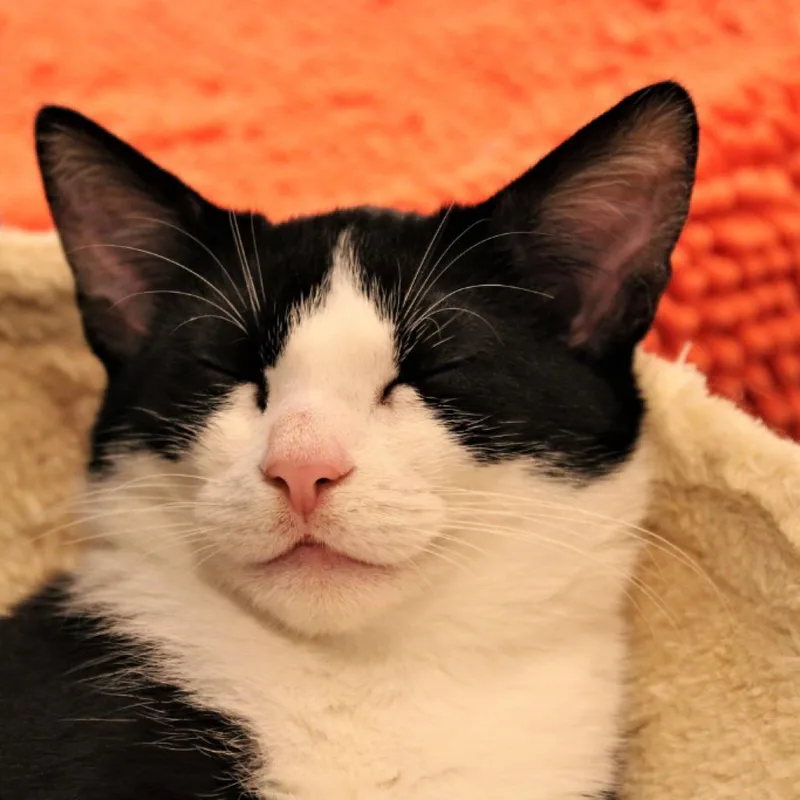 Magellan thumbnail 4