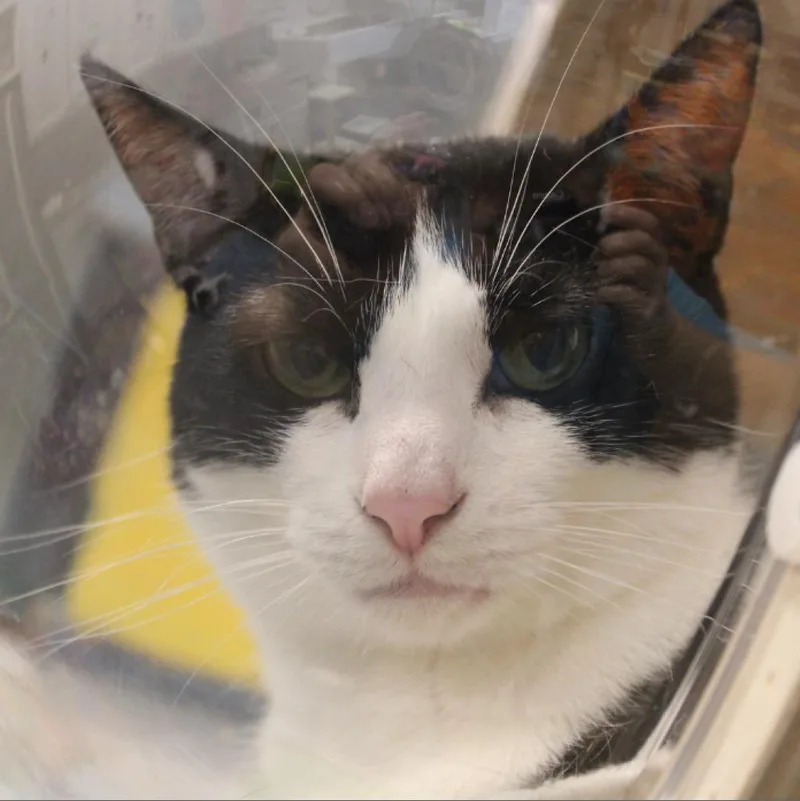 Magellan thumbnail 5