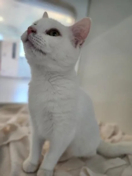 A young medium-sized female Domestic Short Hair cat named Snow White for adoption in Columbus, IN