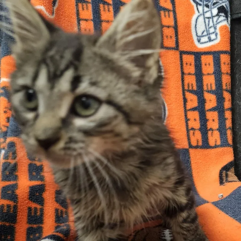A baby small-sized female Gray / Blue / Silver Domestic Short Hair cat named Sylvia Starlight for adoption in Normal, IL
