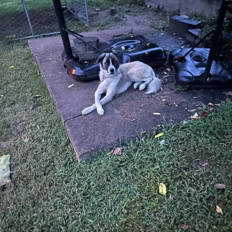 An adult small-sized female White / Cream Border Collie dog named Coop for adoption in Lynchburg, VA