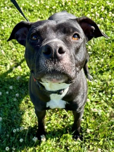 A young medium-sized female American Staffordshire Terrier dog named Anastasia for adoption in York, SC