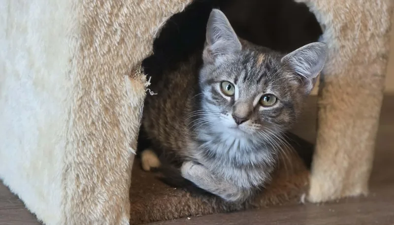 A baby medium-sized female Domestic Short Hair cat named Beignette for adoption in San Jose, CA