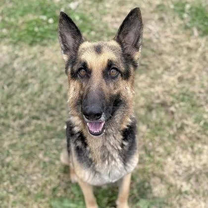 An adult medium-sized female Black German Shepherd Dog dog named Diamond Mae for adoption in New Ringgold, PA
