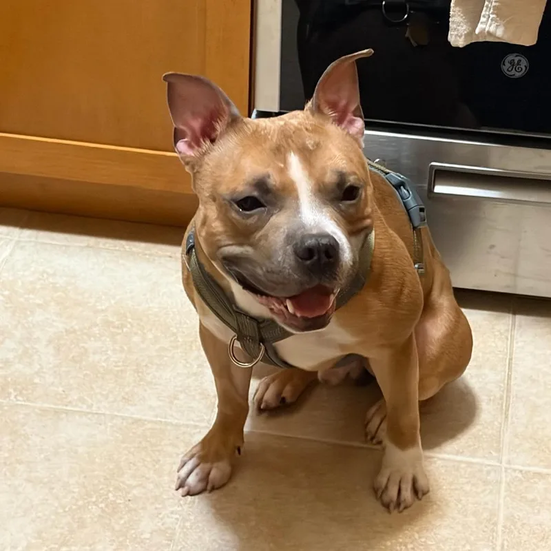 An adult medium-sized male Brown / Chocolate Mixed Breed dog named Bruce for adoption in Vassalboro, ME