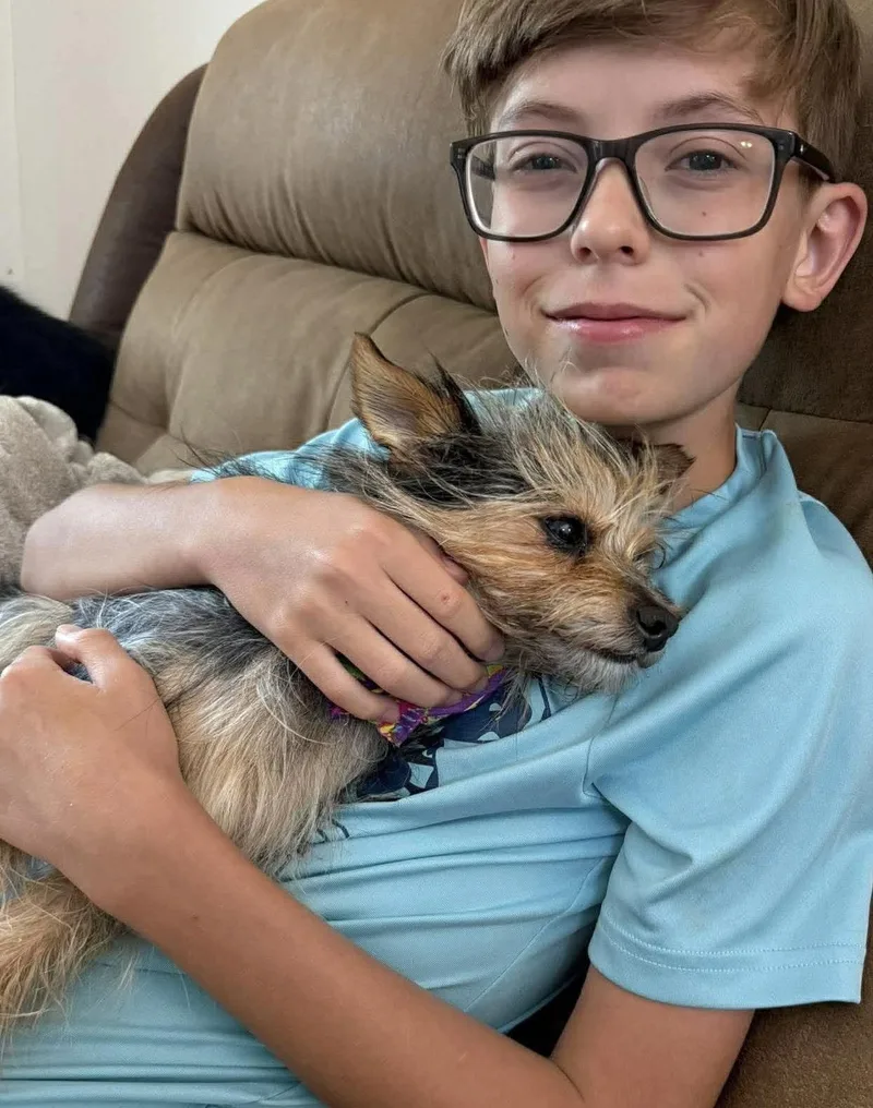 An adult small-sized male Yorkshire Terrier dog named Napoleon for adoption in Germantown, OH