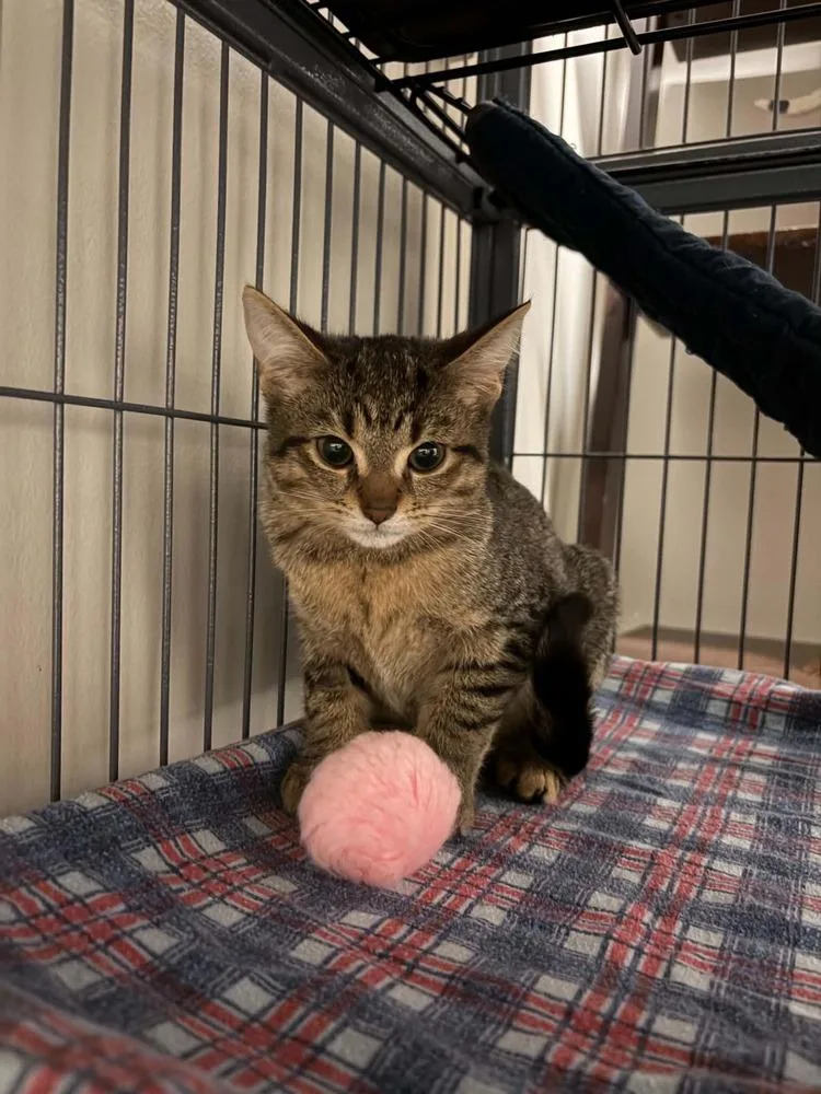 A baby medium-sized female Tabby (Brown / Chocolate) Domestic Short Hair cat named Lotty for adoption in Clinton Township, MI