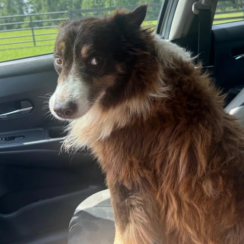 A senior medium-sized male White / Cream Mixed Breed dog named StrayOldWarmSpringsRd"Ranger" for adoption in Columbus, GA