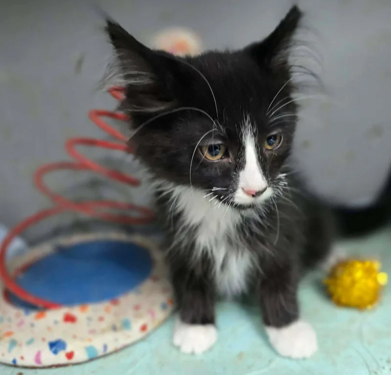 A baby medium-sized male Domestic Long Hair cat named O'hara for adoption in hinckley, IL