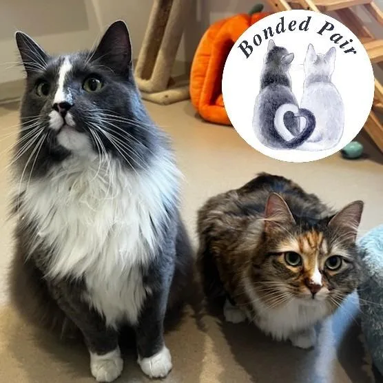An adult large-sized female Calico Domestic Medium Hair cat named Tails for adoption in Champaign, IL