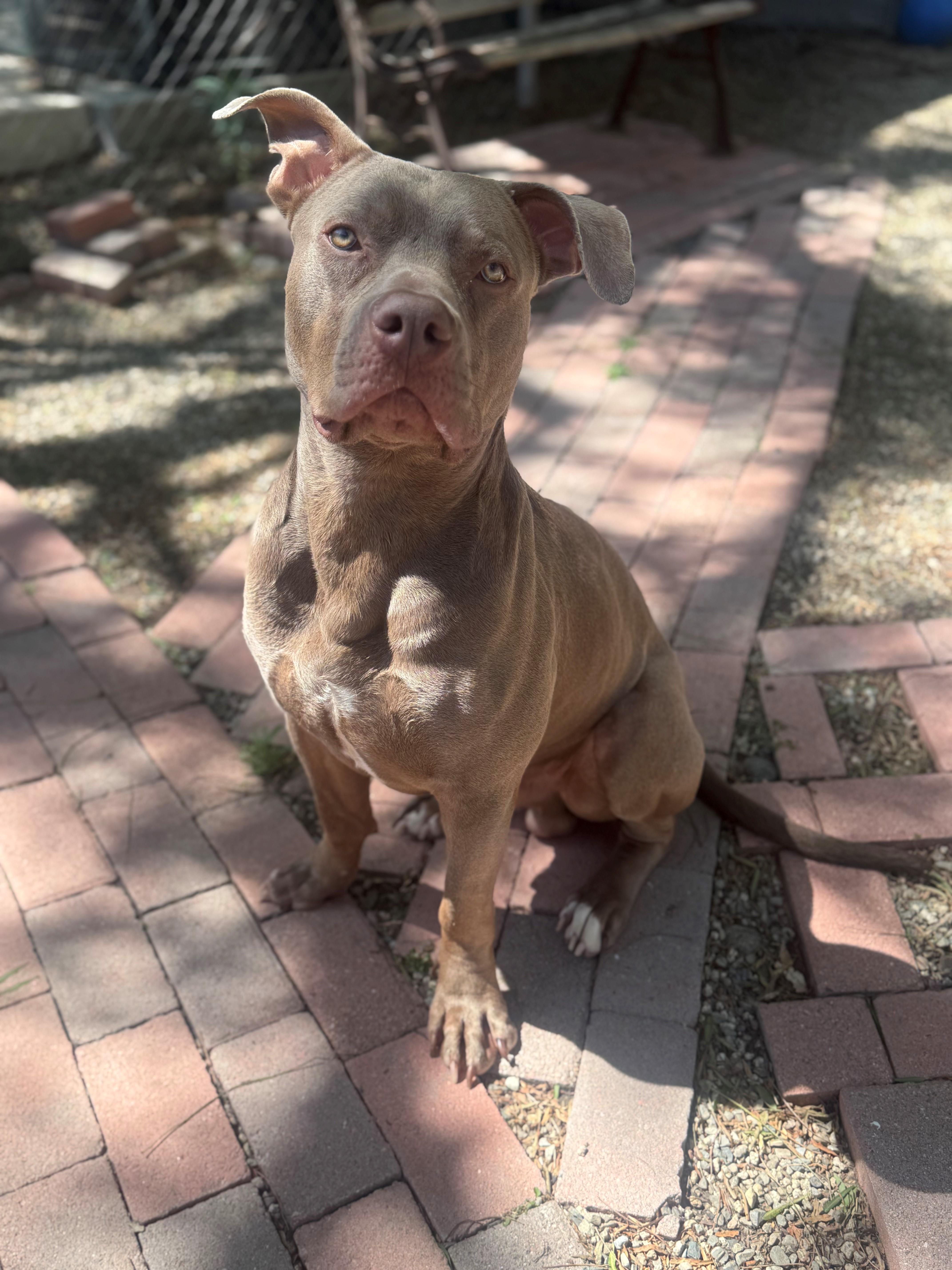 A young large-sized male Gray / Blue / Silver Pit Bull Terrier dog named Bubba for adoption in Laguna Beach, CA