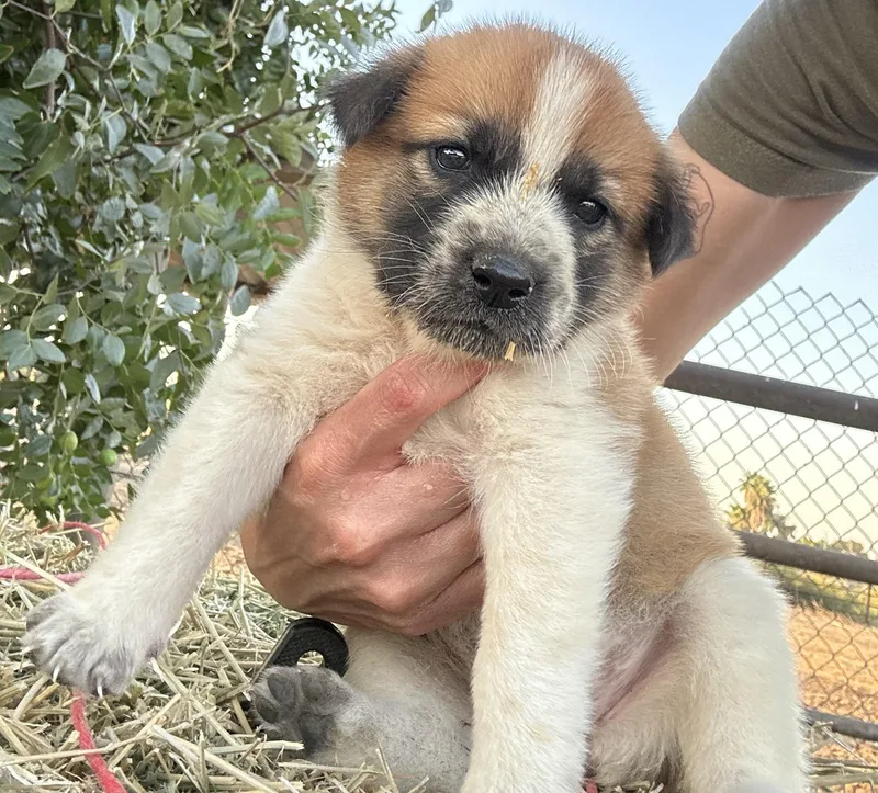 A baby large-sized female Tricolor (Brown, Black, & White) Great Pyrenees dog named Raven for adoption in Granite Bay, CA