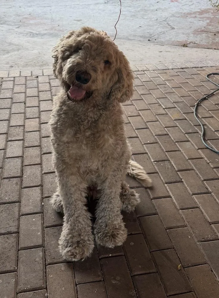 An adult large-sized male Brown / Chocolate Labradoodle dog named Caramelo for adoption in Lakeland, FL