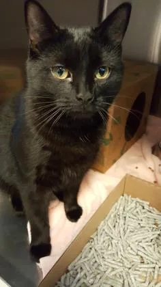 A senior large-sized female Domestic Short Hair cat named Midnight for adoption in Washington, DC