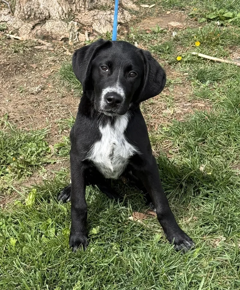 A baby medium-sized female Black Border Collie dog named Dixie for adoption in Springfield, IL