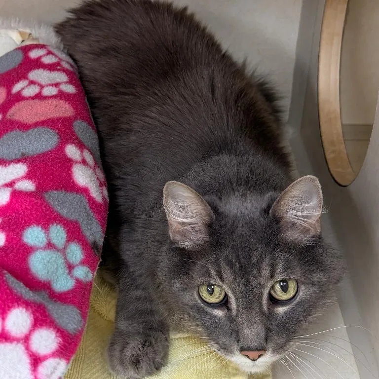 A senior small-sized male Gray / Blue / Silver Domestic Short Hair cat named Boots for adoption in Colorado Springs, CO