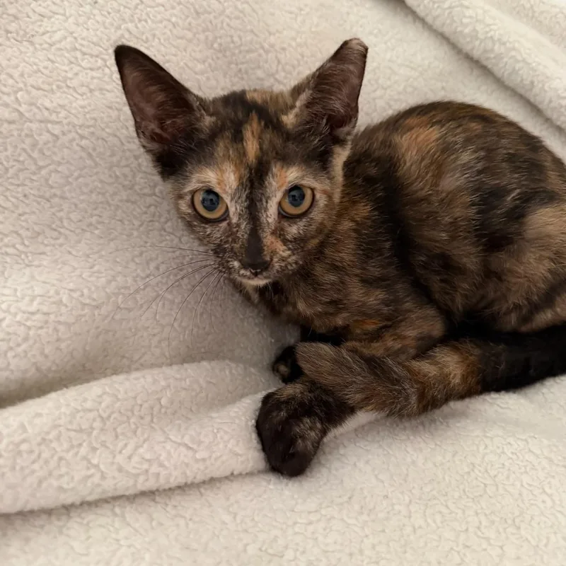 Peppercorn