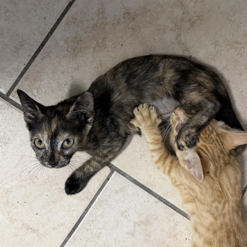 Peppercorn thumbnail 2