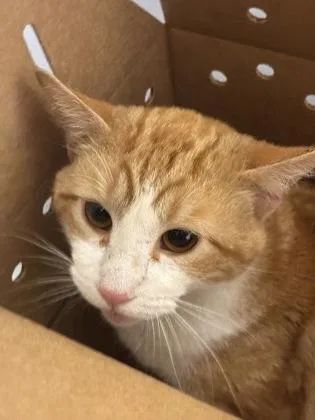 An adult large-sized male Domestic Short Hair cat named Funnel Cake for adoption in West Chester, PA