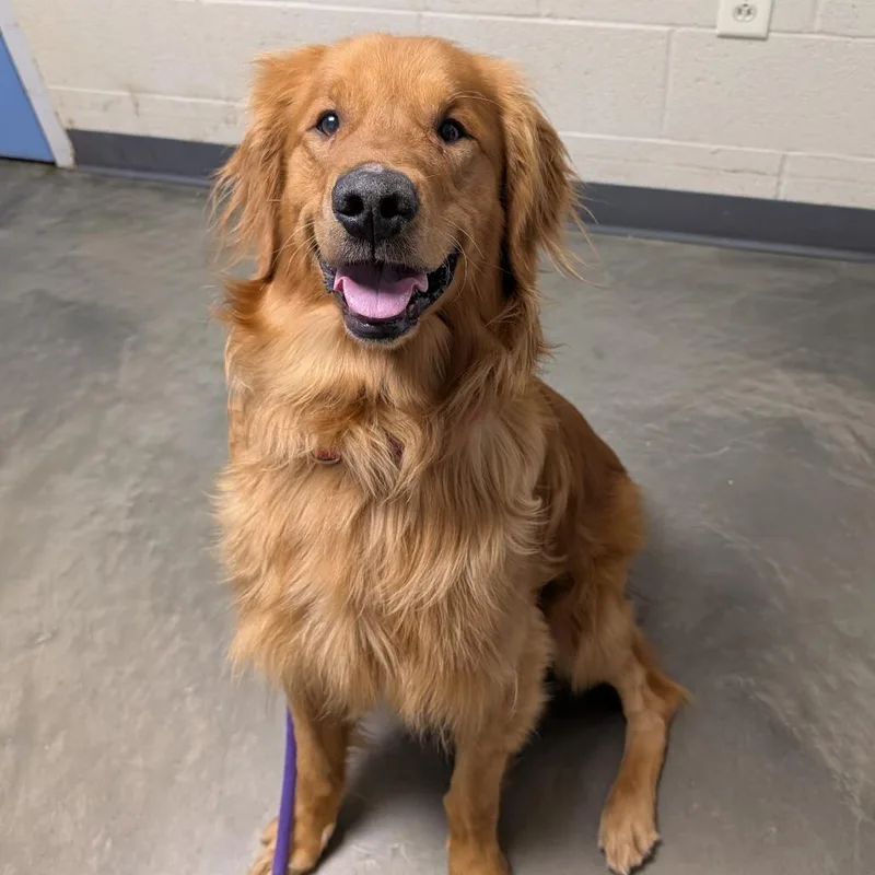 An adult large-sized male Golden Retriever dog named Bo for adoption in DeKalb, IL