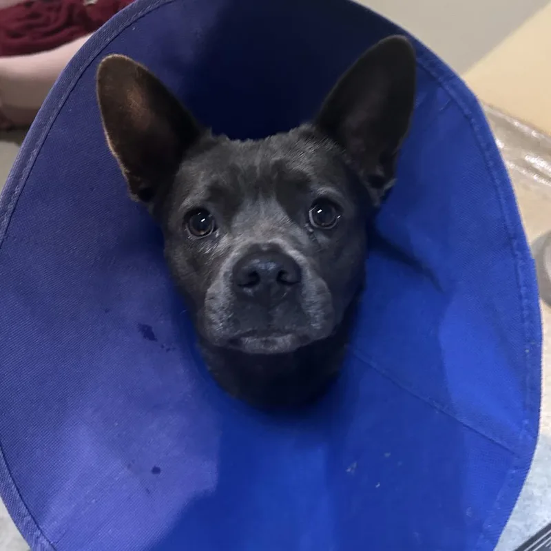 Gigi Costa Mesa Location thumbnail 3