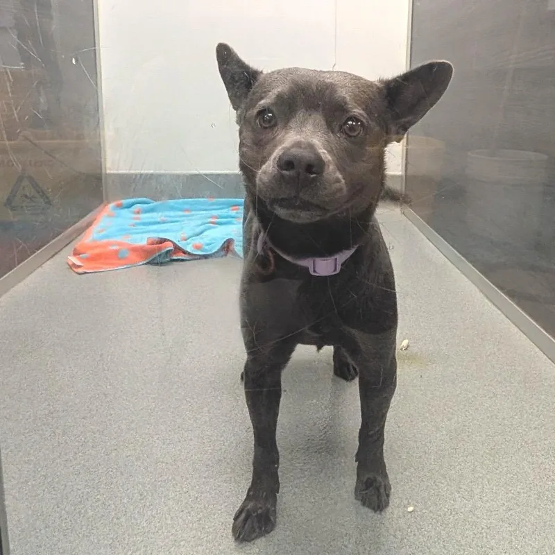 Gigi Costa Mesa Location thumbnail 4